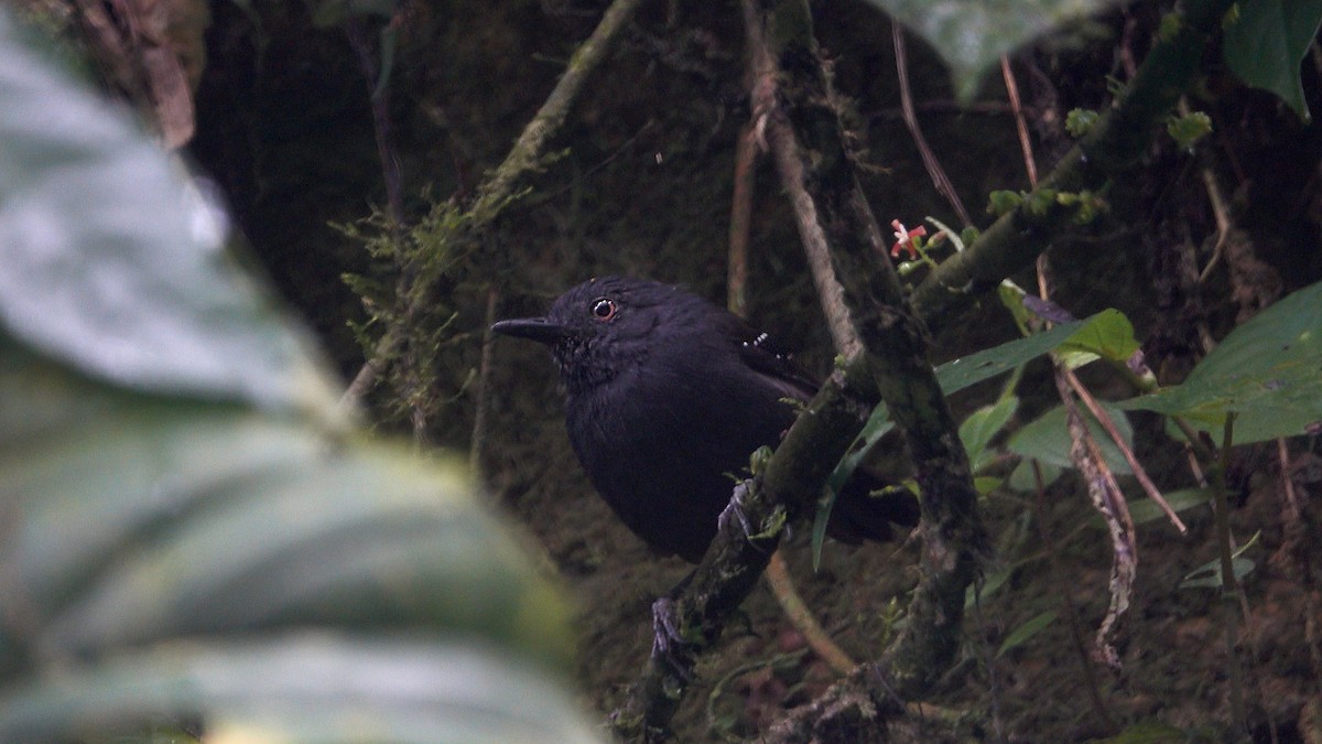 Esmeraldas Antbird - ML610064098