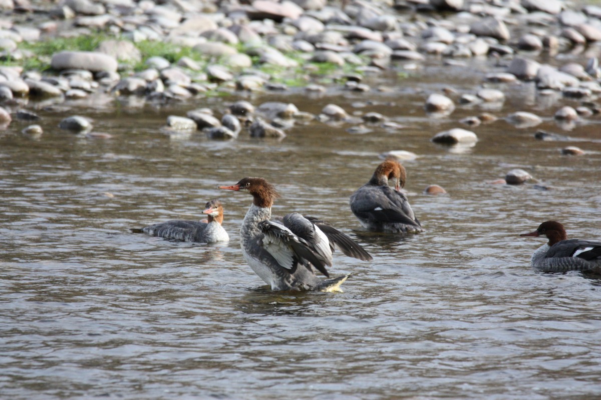 Common Merganser - ML610064123