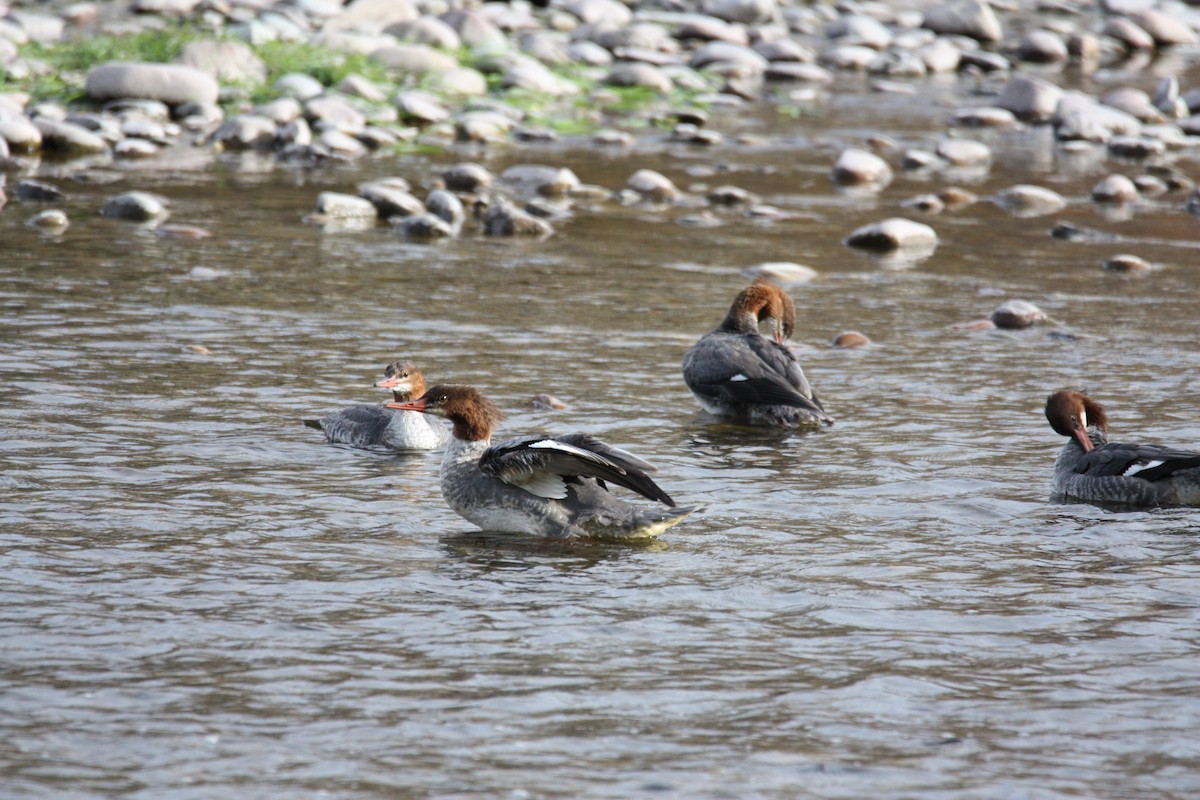 Gänsesäger - ML610064126