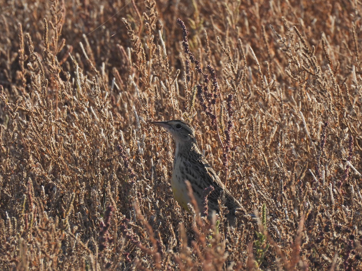 Western Meadowlark - ML610064153