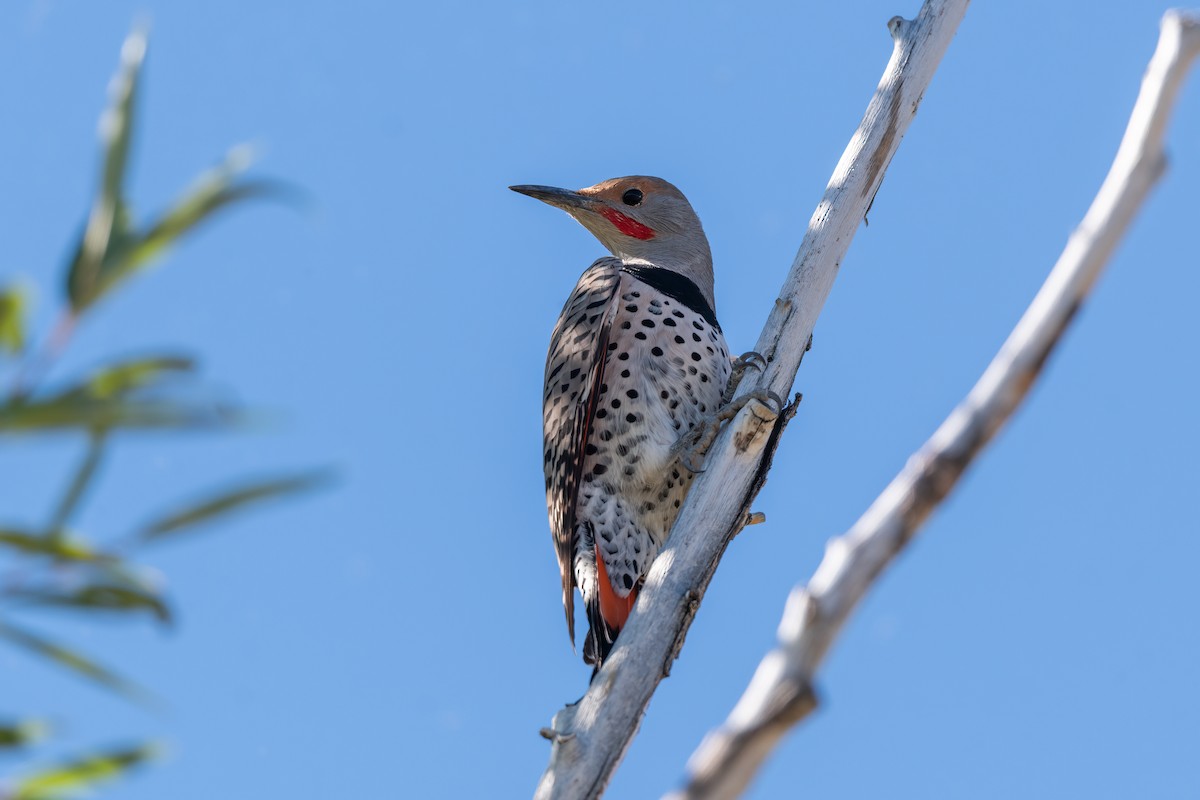 Northern Flicker (Red-shafted) - ML610064162