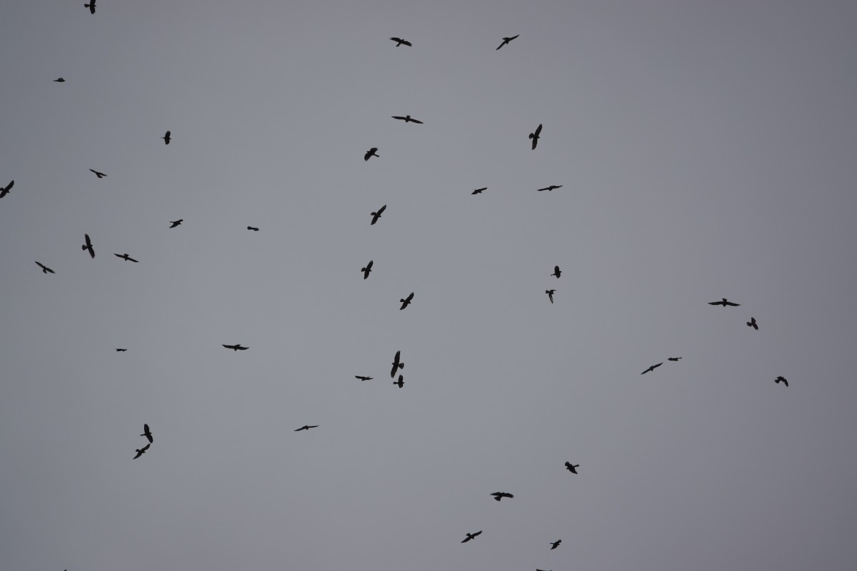 Gray-faced Buzzard - ML610064165