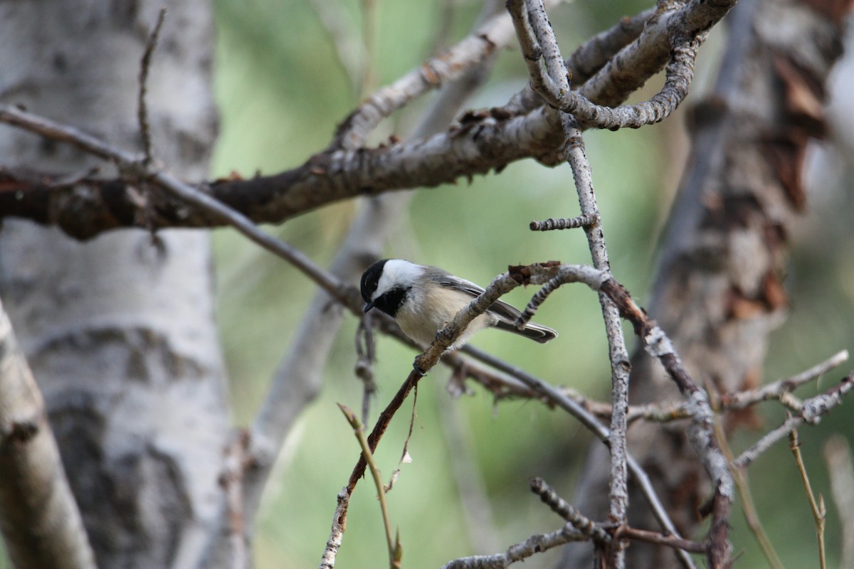 Carbonero sp. (Poecile sp.) - ML610064234