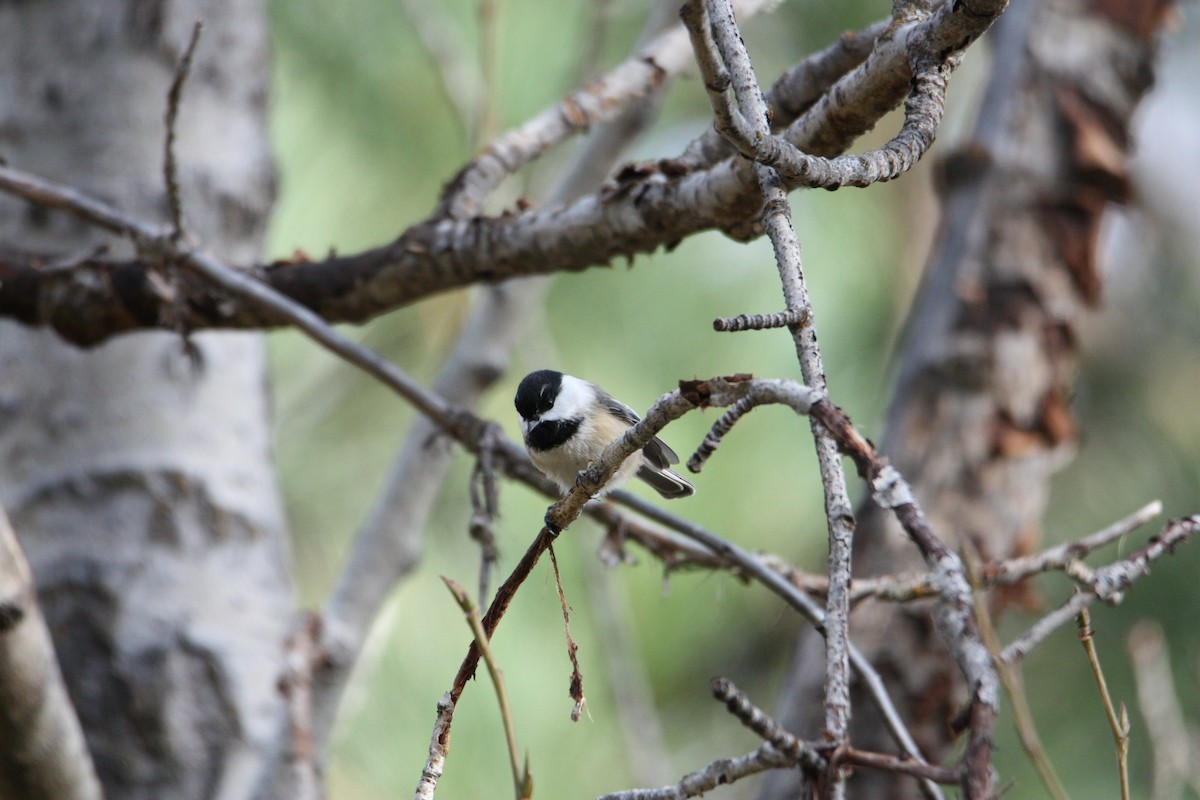 chickadee sp. - ML610064235