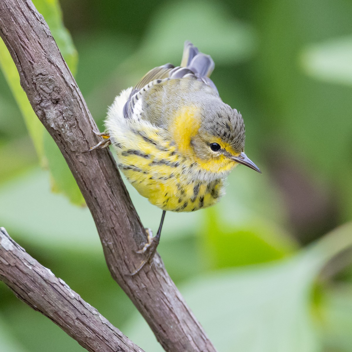 Cape May Warbler - ML610064257