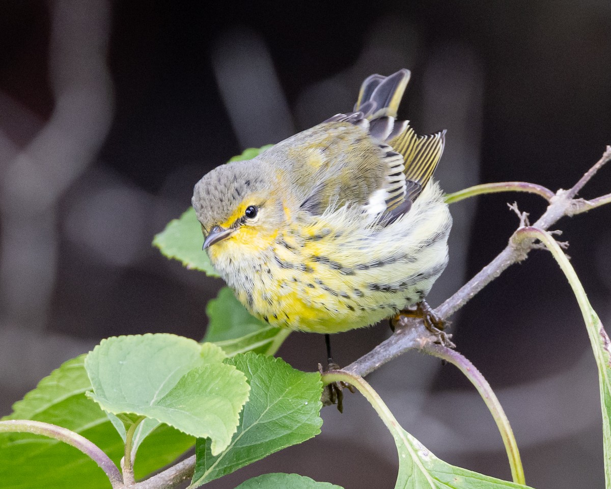 Cape May Warbler - ML610064264