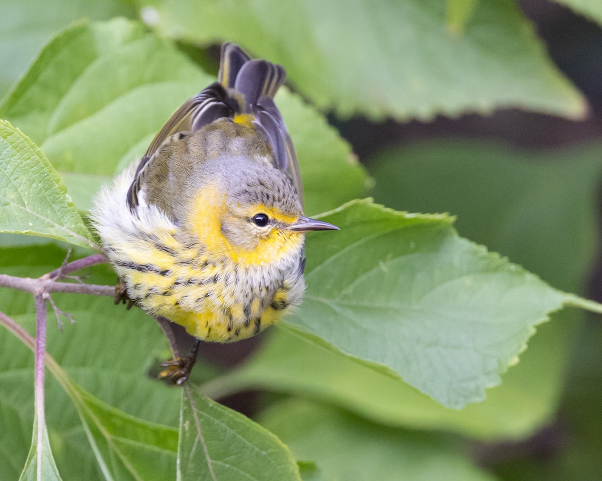 Cape May Warbler - ML610064266