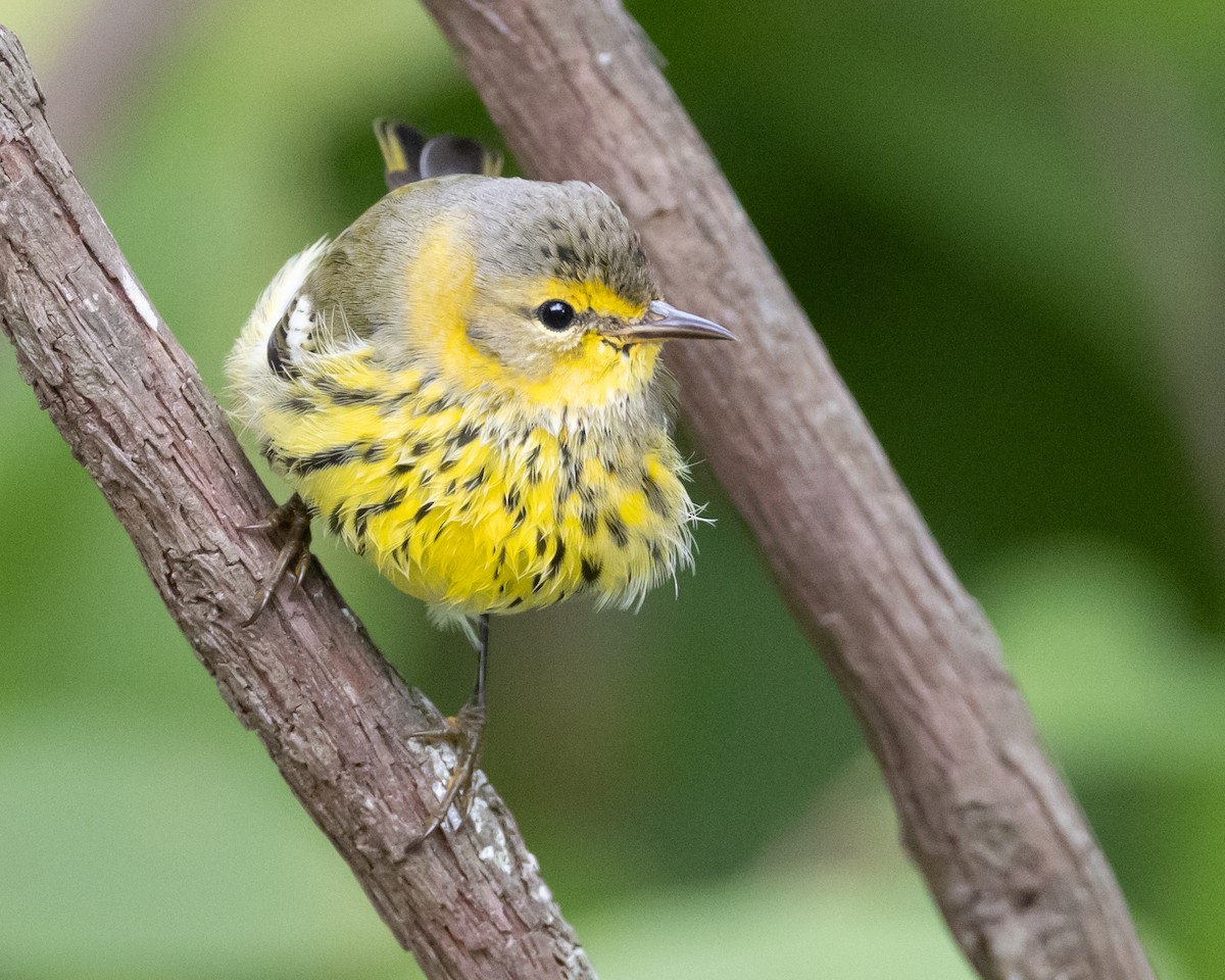 Cape May Warbler - ML610064274
