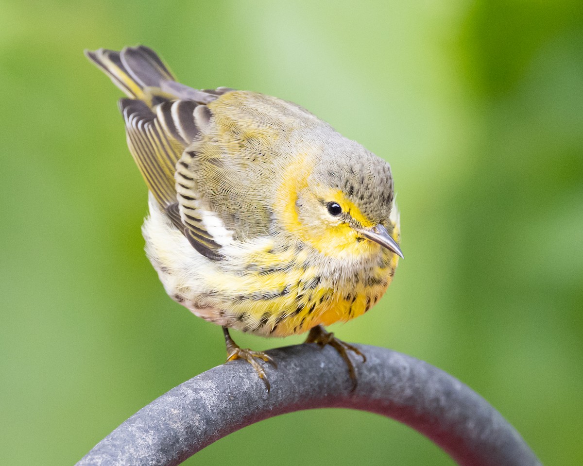 Cape May Warbler - ML610064281