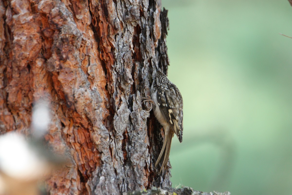 Brown Creeper - ML610064286