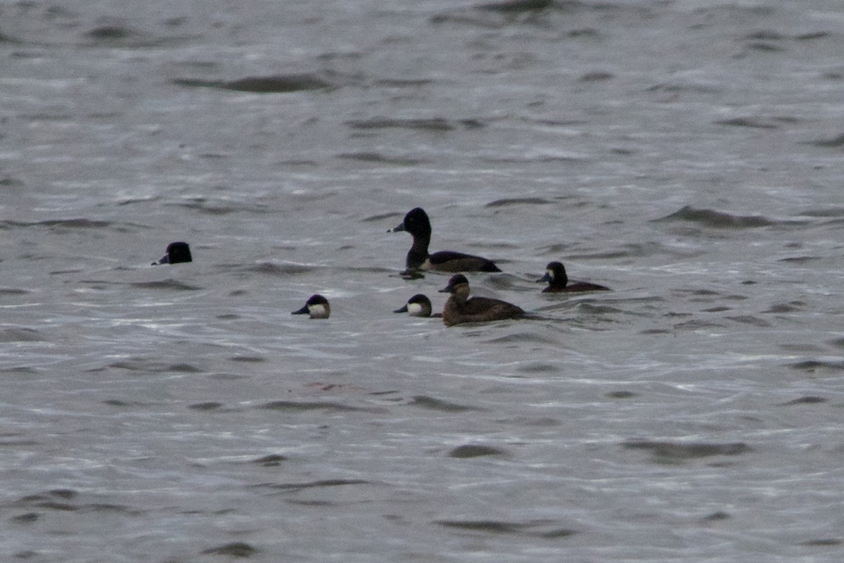 Lesser Scaup - ML610064289