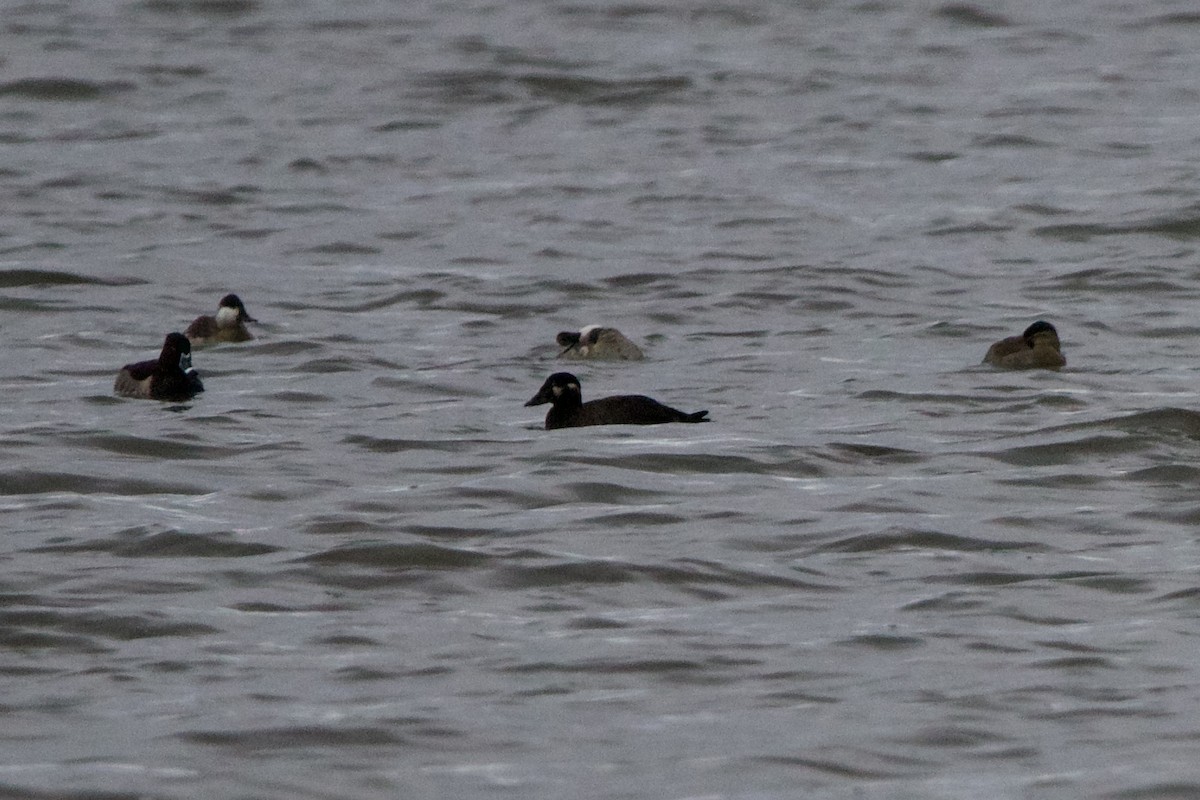 Surf Scoter - ML610064300