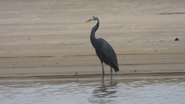 Western Reef-Heron - ML610064413