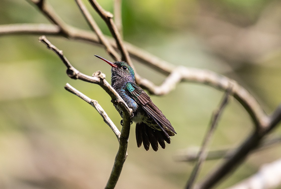 kolibřík safírový - ML610064514
