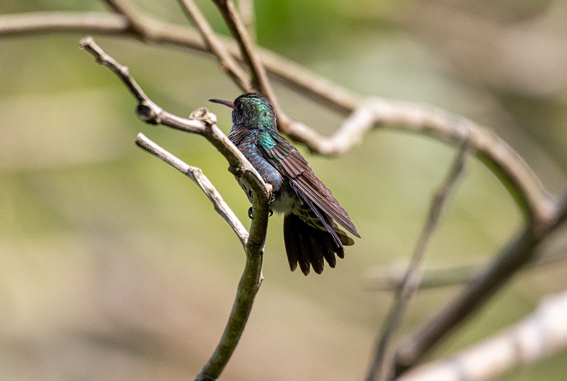 kolibřík safírový - ML610064515