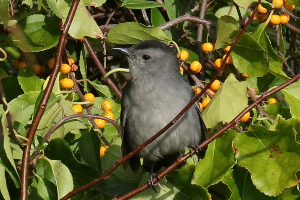 Gray Catbird - michael vedder