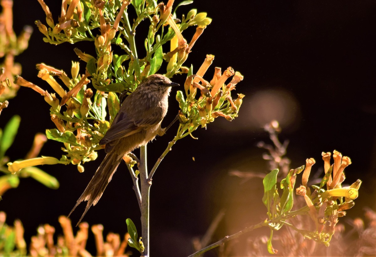 Plain-mantled Tit-Spinetail - ML610064585