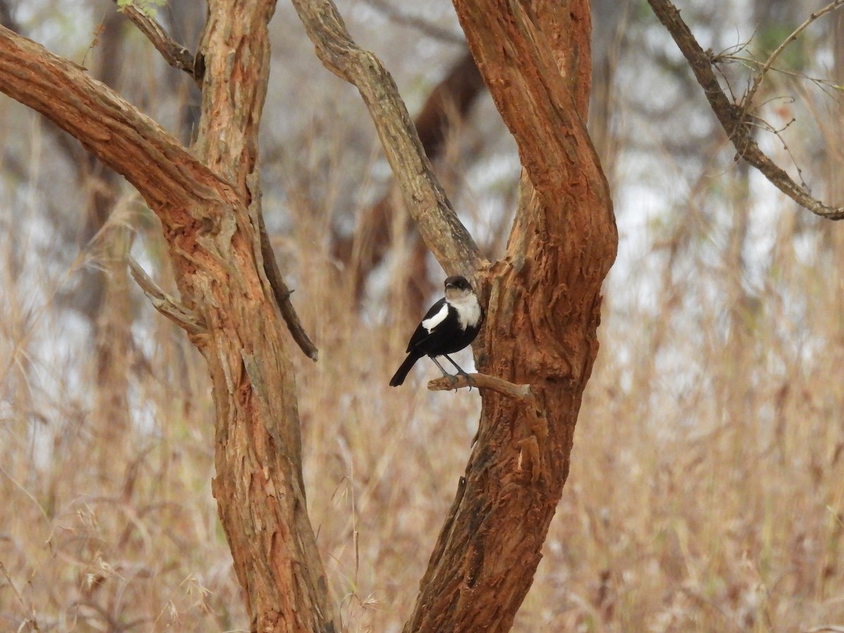 Zorzal Hormiguero de Ruaha - ML610064622