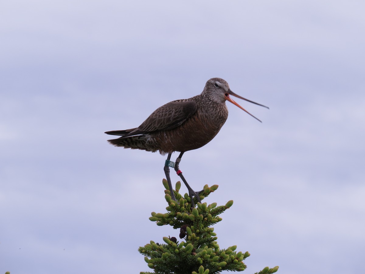 Hudsonian Godwit - ML610064704