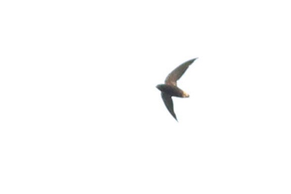Short-tailed Swift - ML610064709