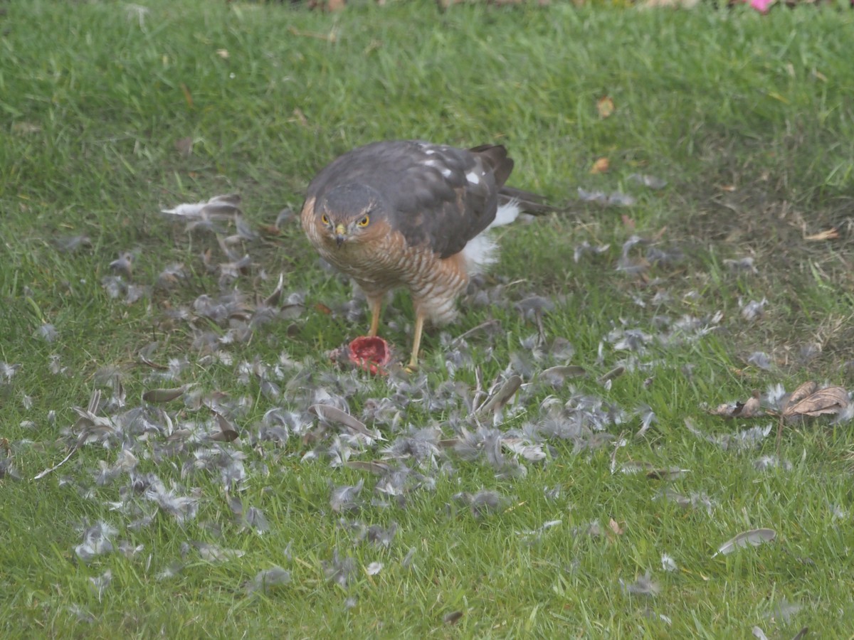 Eurasian Sparrowhawk - ML610064731