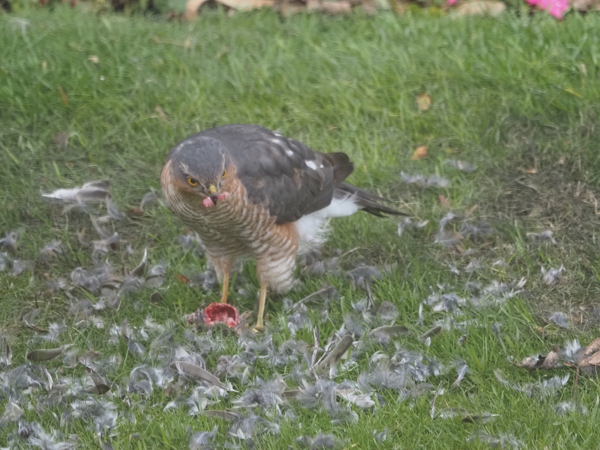 Eurasian Sparrowhawk - ML610064737