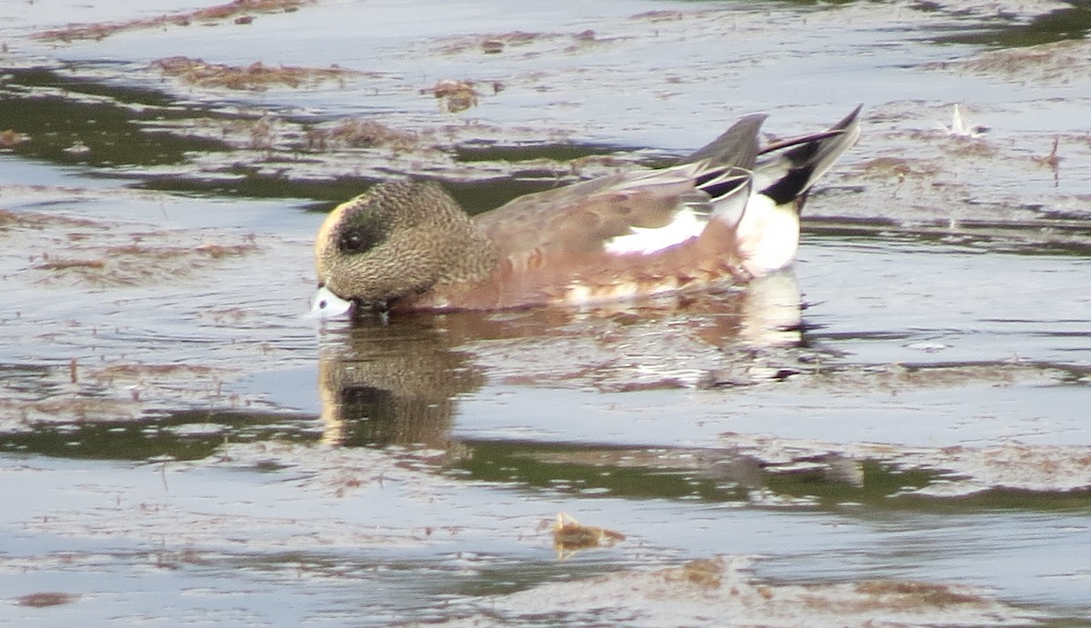 American Wigeon - ML610064772