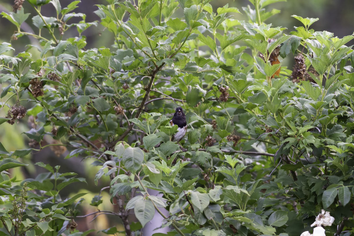 Spotted Towhee - ML610064847