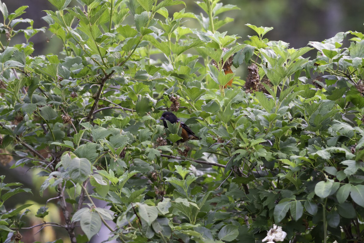 Spotted Towhee - ML610064848
