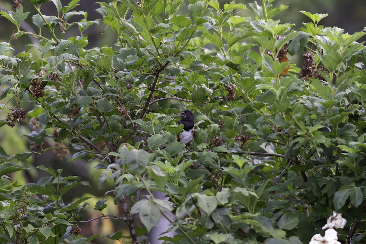 Spotted Towhee - ML610064853