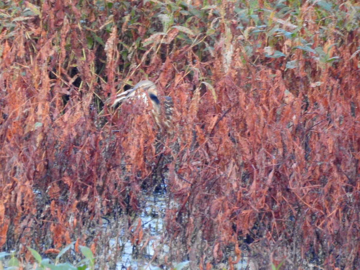 American Bittern - ML610064919