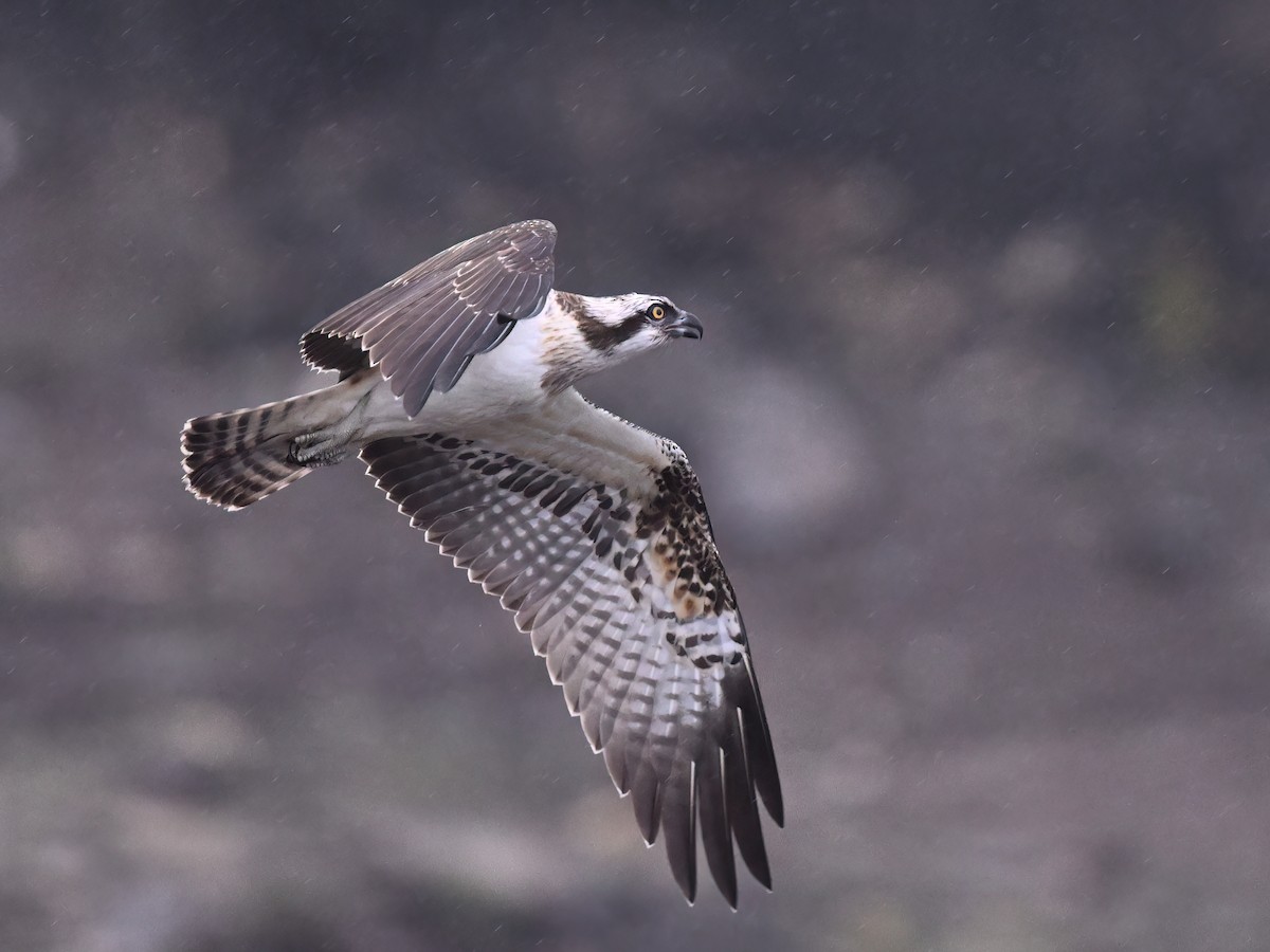 Osprey - Manuel Segura Herrero