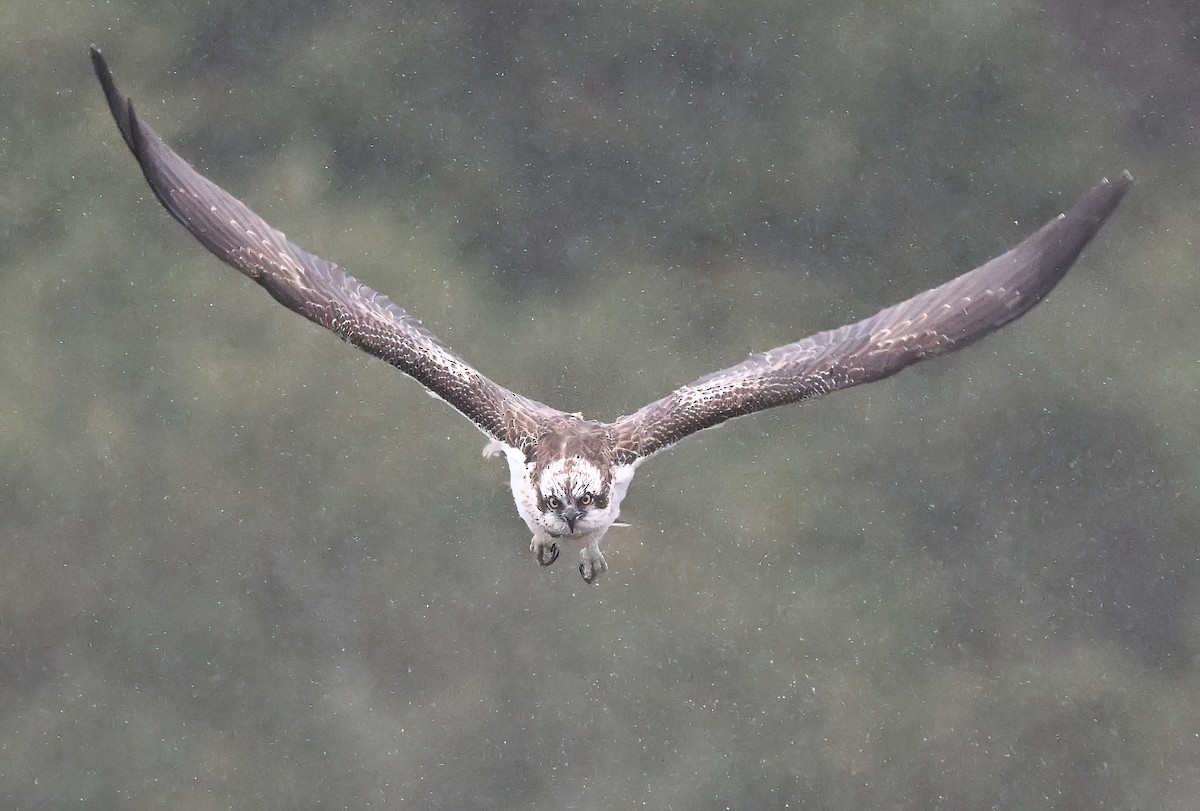 Osprey - Manuel Segura Herrero