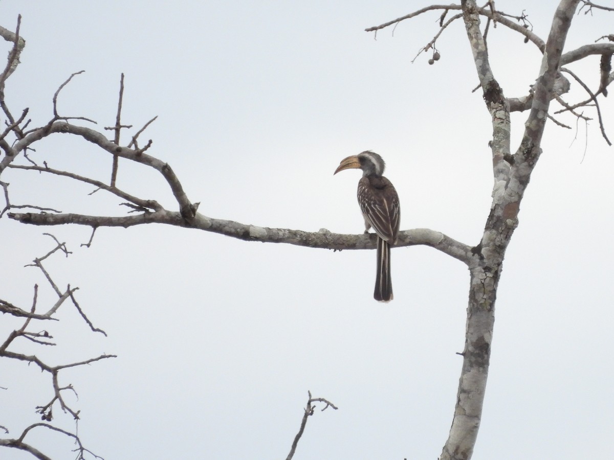 Pale-billed Hornbill - ML610065035