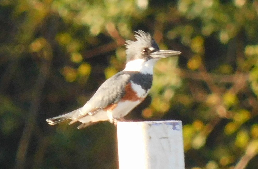 Belted Kingfisher - ML610065167