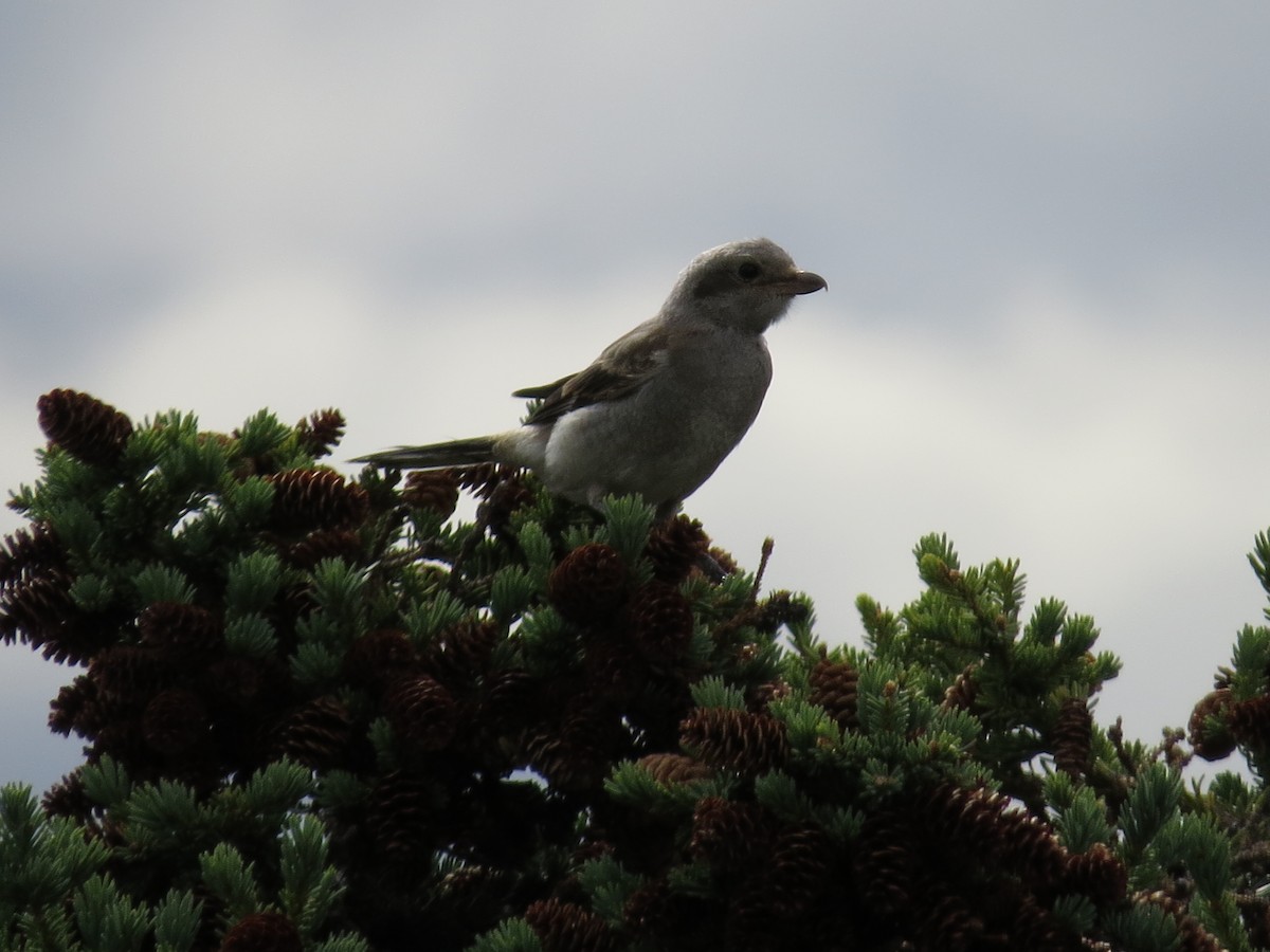 Northern Shrike - ML610065217
