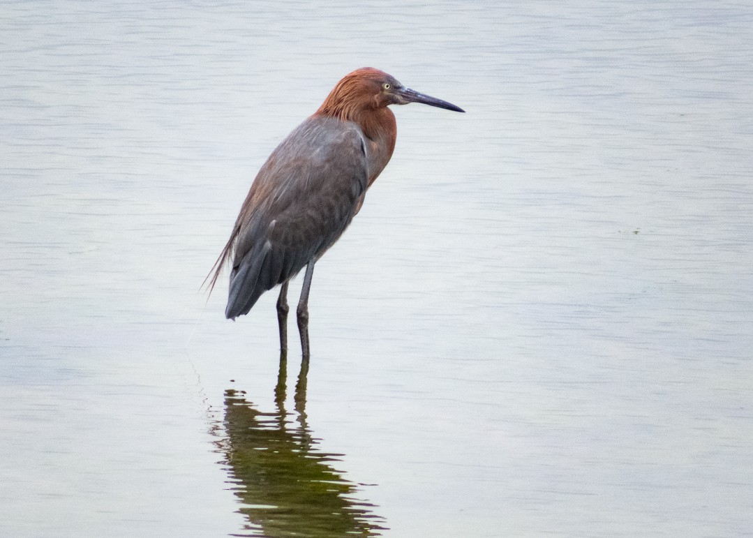 Reddish Egret - ML610065257