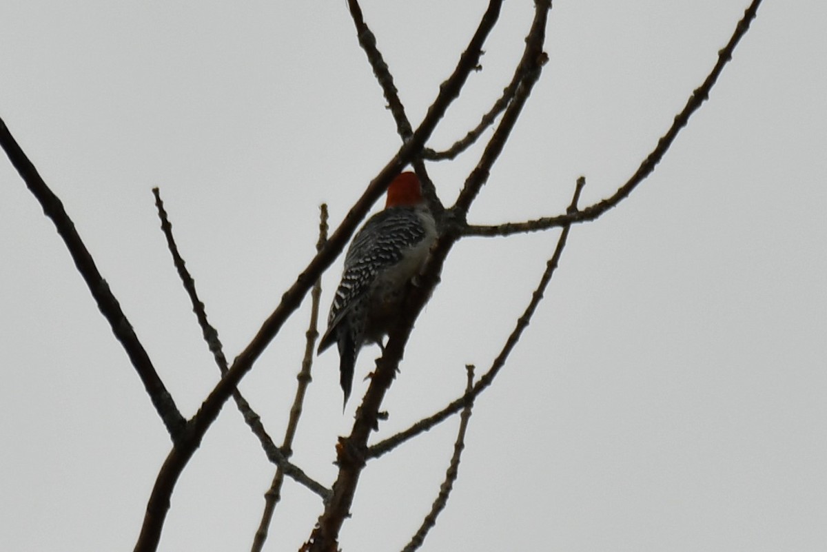 Red-bellied Woodpecker - ML610065266