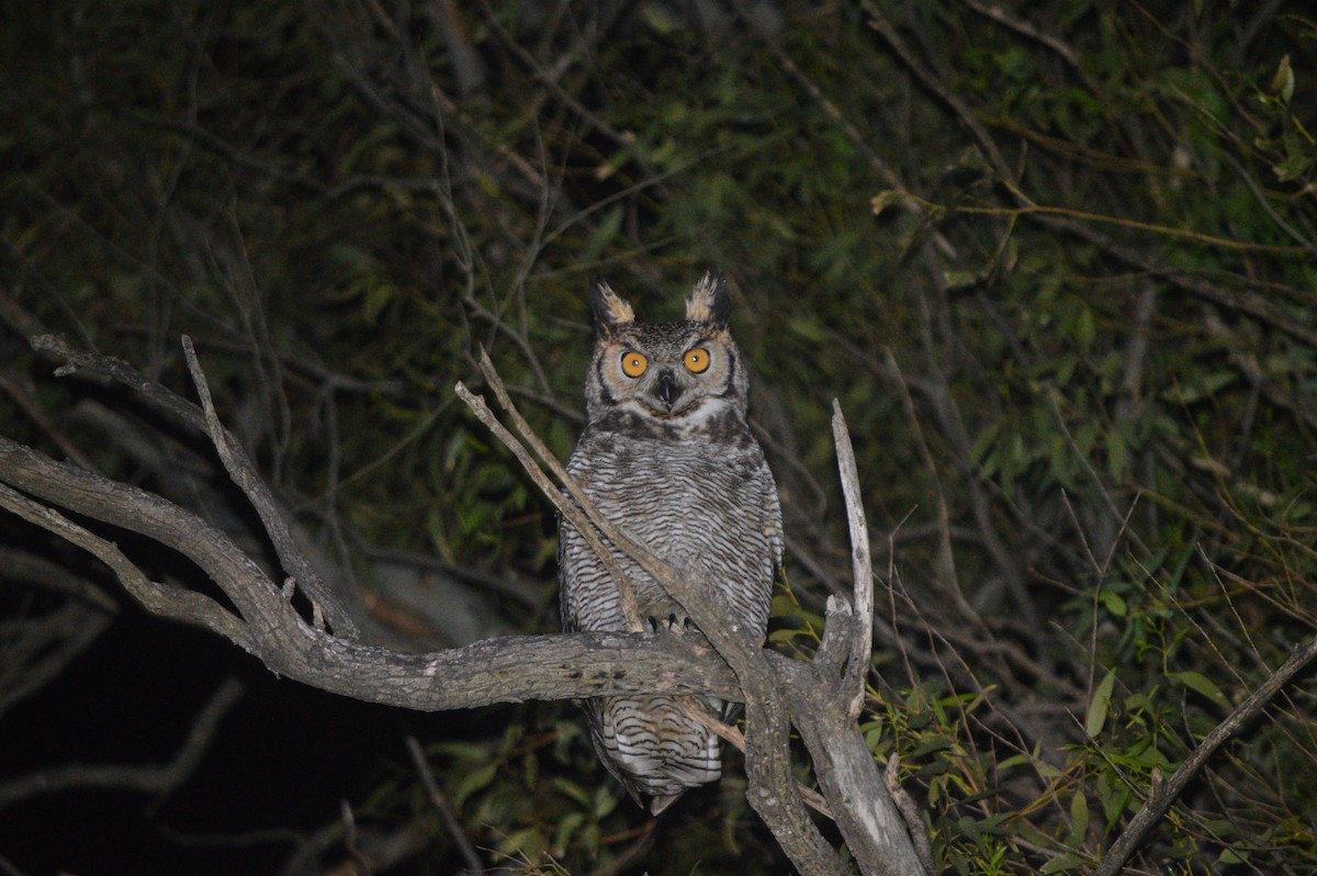 Great Horned Owl - Eloisa Soto