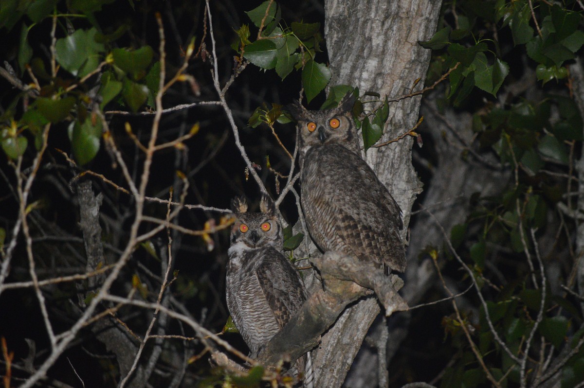 Great Horned Owl - ML610065297