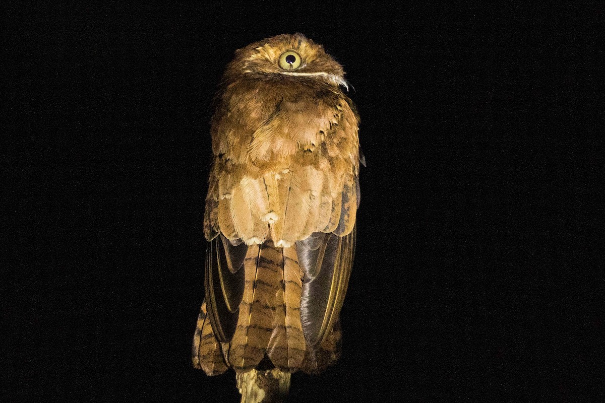 Rufous Potoo - Linda Rudolph