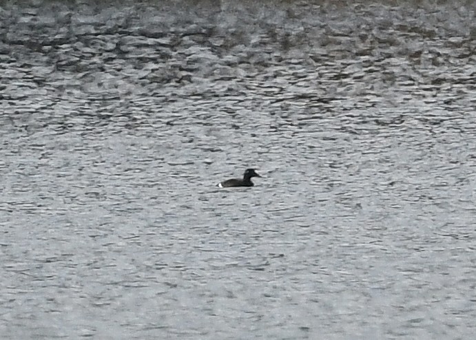 White-winged Scoter - ML610065329