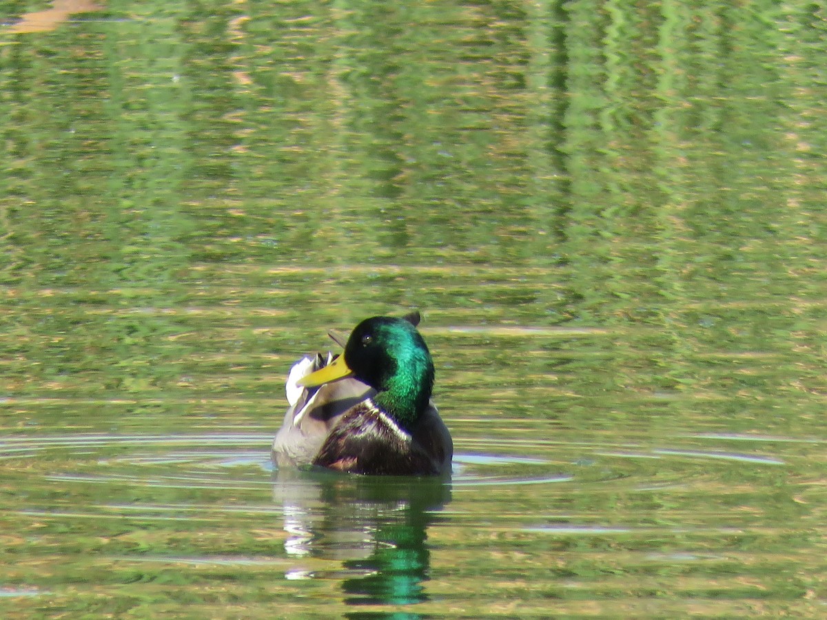 Mallard - Filipe Pereira