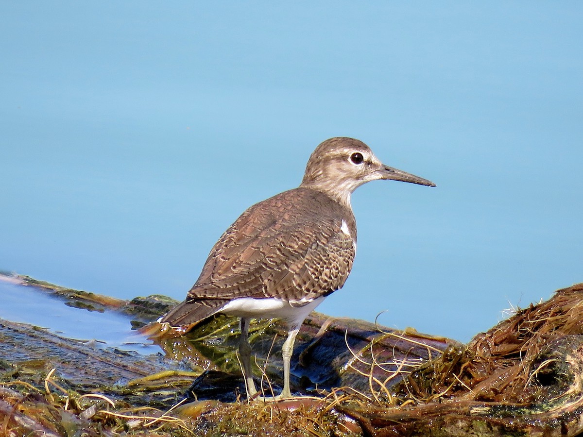 Common Sandpiper - ML610065359