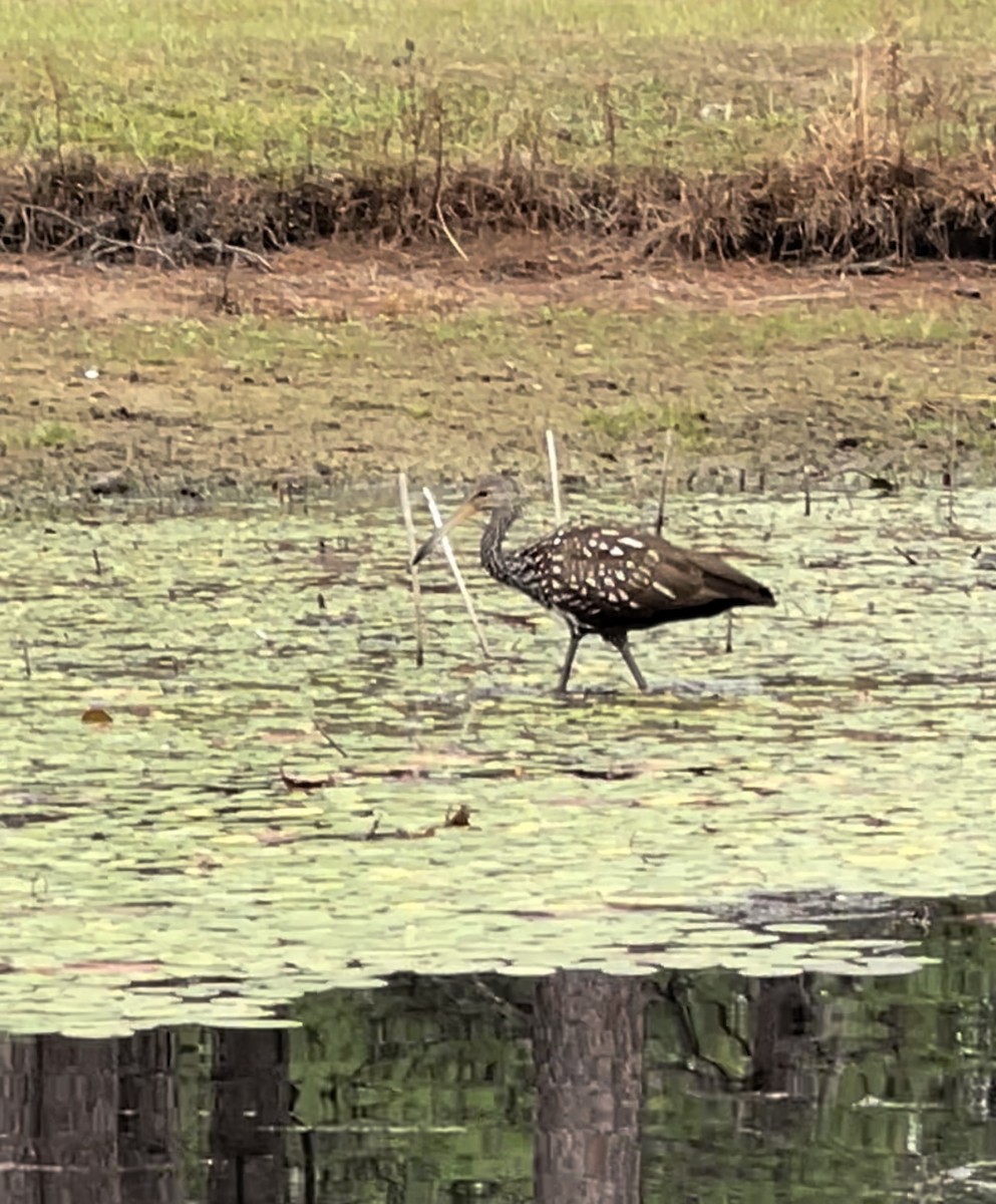 Limpkin - ML610065377