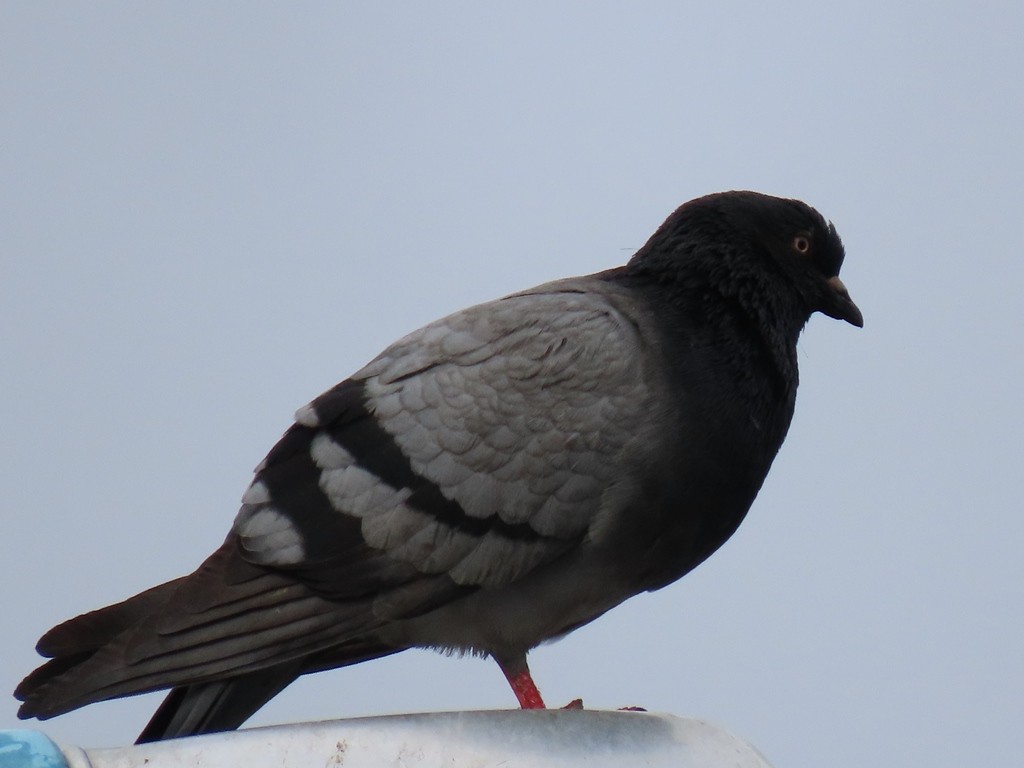 Rock Pigeon (Feral Pigeon) - ML610065384