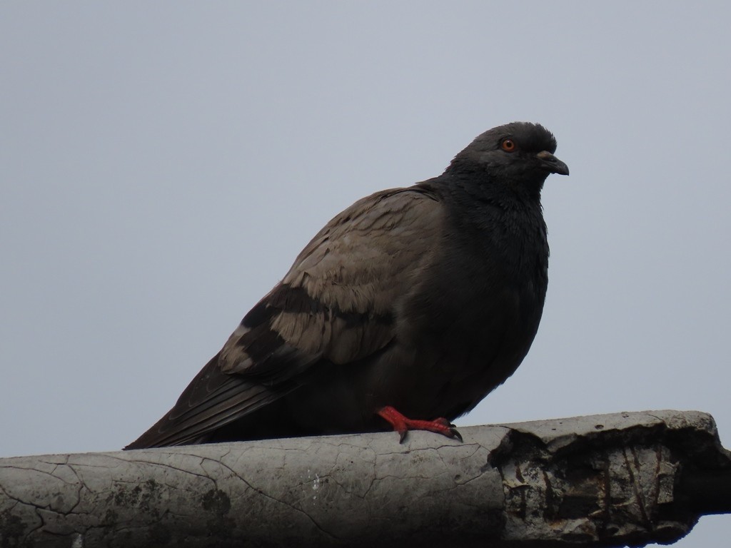 Rock Pigeon (Feral Pigeon) - ML610065385