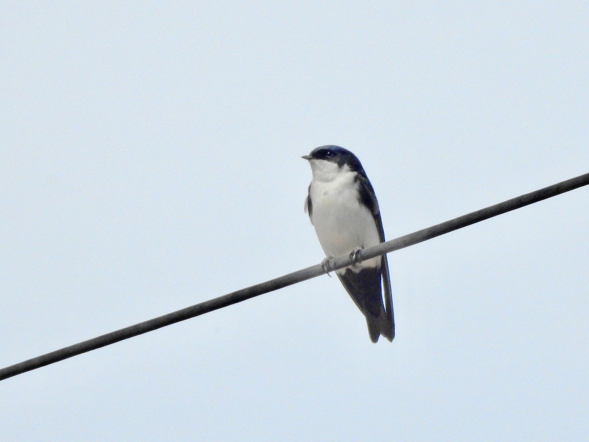 Blue-and-white Swallow - ML610065397