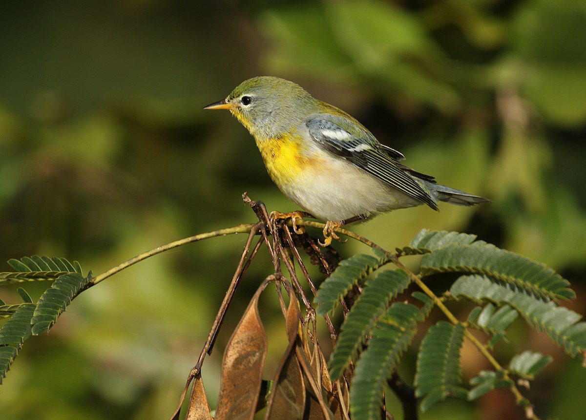 Northern Parula - ML610065398