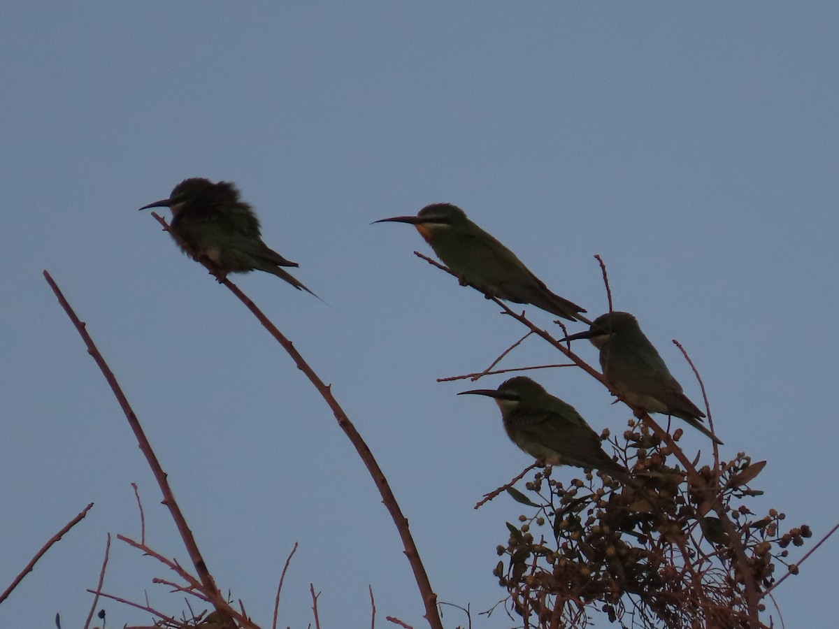 Blue-cheeked Bee-eater - ML610065419